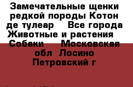 Замечательные щенки редкой породы Котон де тулеар  - Все города Животные и растения » Собаки   . Московская обл.,Лосино-Петровский г.
